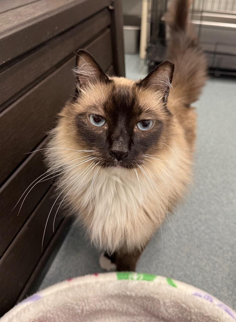 Enlarge Shadow (Salem-Honeybear), a Adoptable mixed breed in Cumberland, ME image 3/4