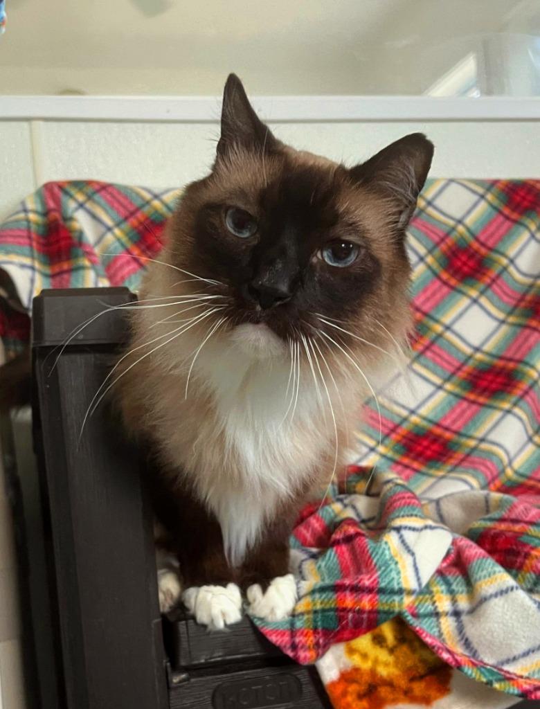 Enlarge Shadow (Salem-Honeybear), a Adoptable mixed breed in Cumberland, ME image 4/4