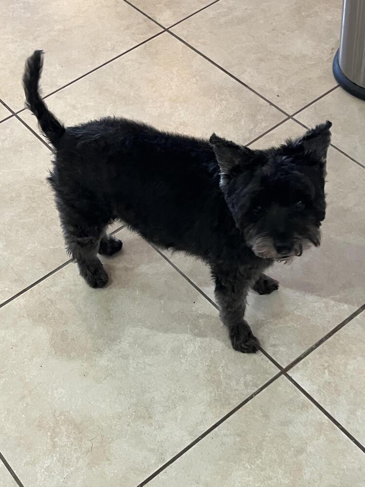 Trina, Adoptable, Senior Female Poodle.