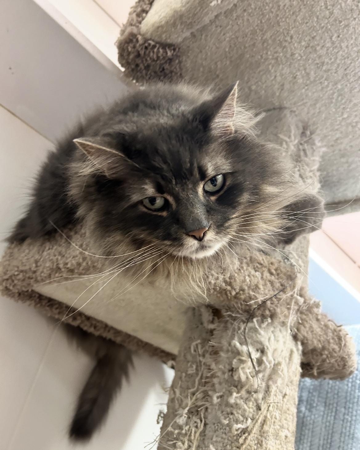 Enlarge Mona Lisa, an adopted Domestic Long Hair in Maple Ridge, BC image 2/4