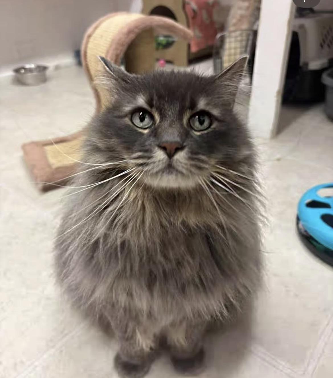 Mona Lisa, adopted, Adult Female Domestic Long Hair.