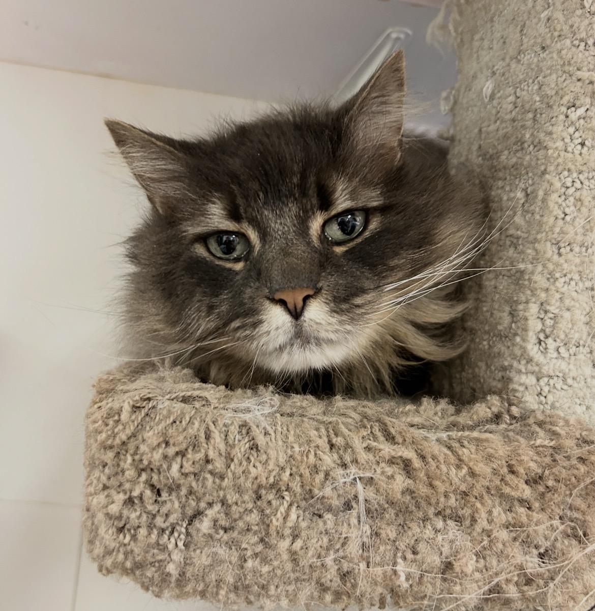 Enlarge Mona Lisa, an adopted Domestic Long Hair in Maple Ridge, BC image 3/4