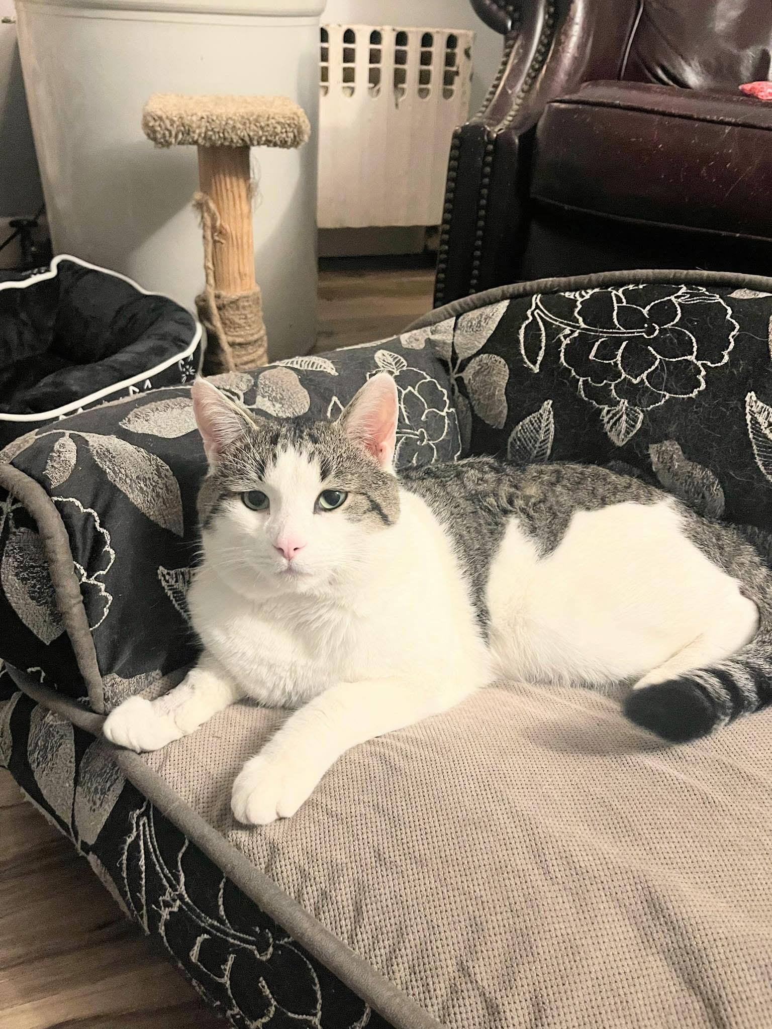 Enlarge Harley , a ADOPTABLE Domestic Short Hair in Enfield, CT image 1/3