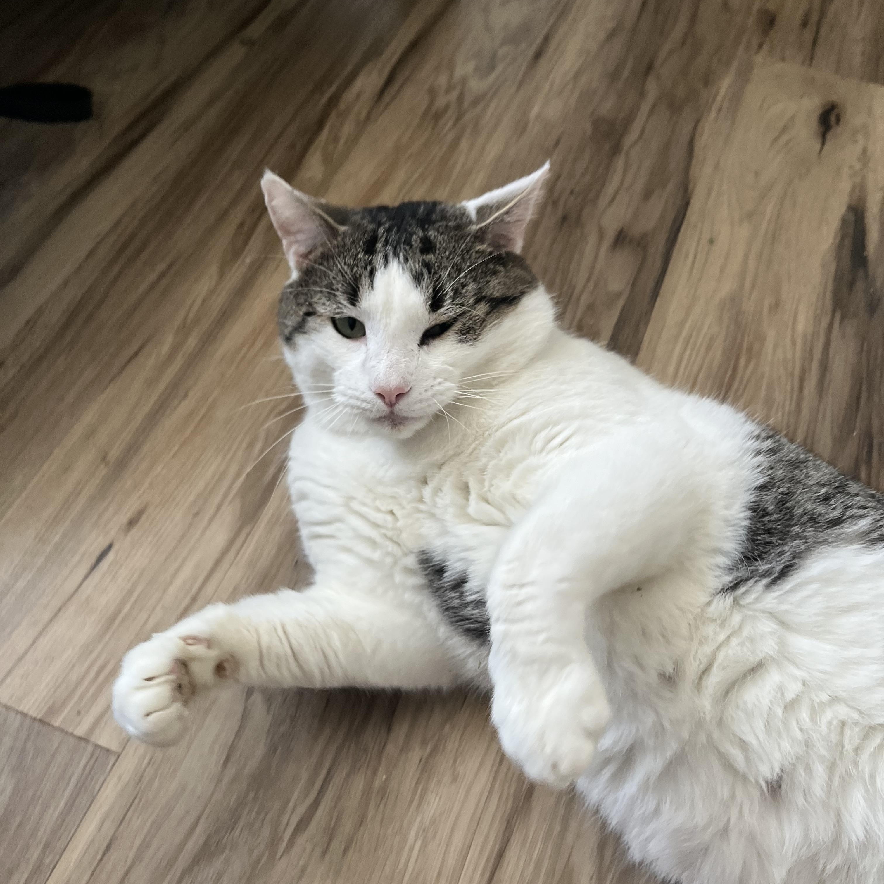 Enlarge Harley , a ADOPTABLE Domestic Short Hair in Enfield, CT image 2/3