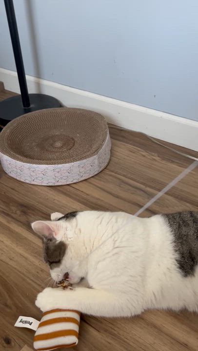 Enlarge Harley , a ADOPTABLE Domestic Short Hair in Enfield, CT video 3/3