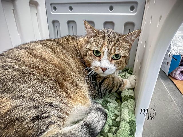 ZARAYA, Adoptable, Senior Female Domestic Short Hair & Domestic Short Hair.