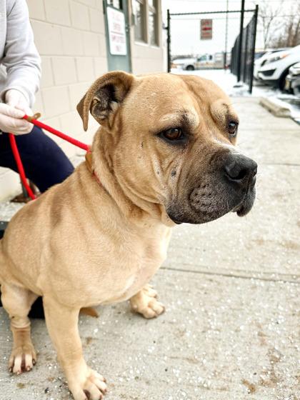 Enlarge Shrek, a Adoptable Mixed Breed in Hamilton, NJ image 1/5