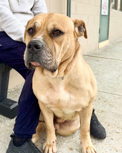 Enlarge Shrek, a Adoptable Mixed Breed in Hamilton, NJ image 1/3