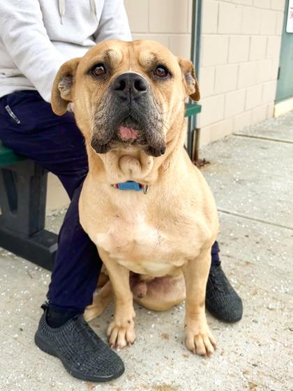 Enlarge Shrek, a Adoptable Mixed Breed in Hamilton, NJ image 3/3