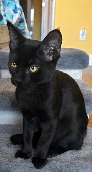 Titan, Adopted, Kitten Male Bombay & Domestic Short Hair.