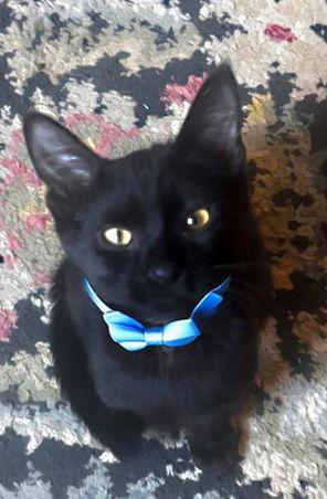 Enlarge Titan, a Adopted mixed breed in Magnolia Springs, AL image 2/3