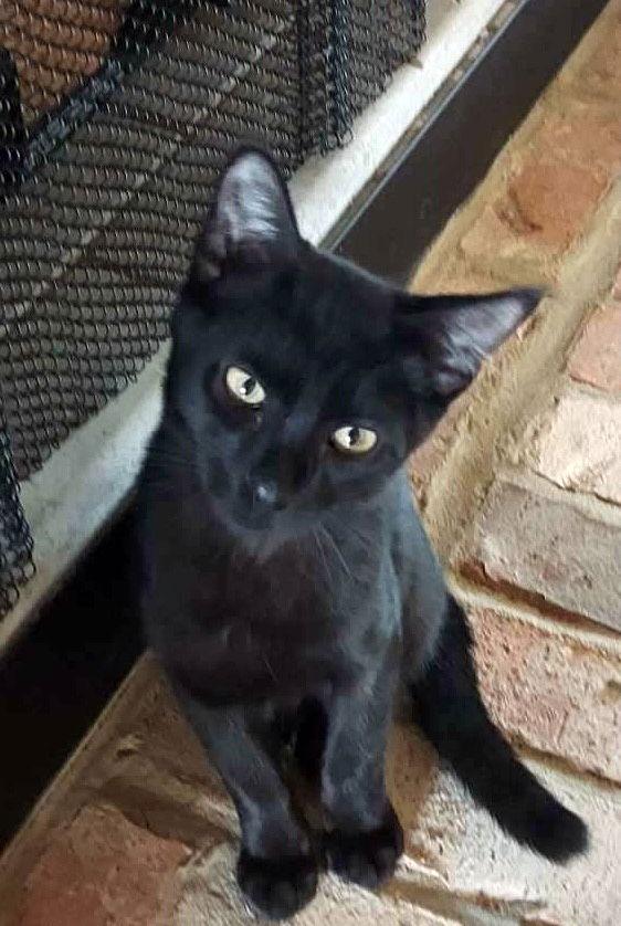 Enlarge Titan, a Adopted mixed breed in Magnolia Springs, AL image 3/3