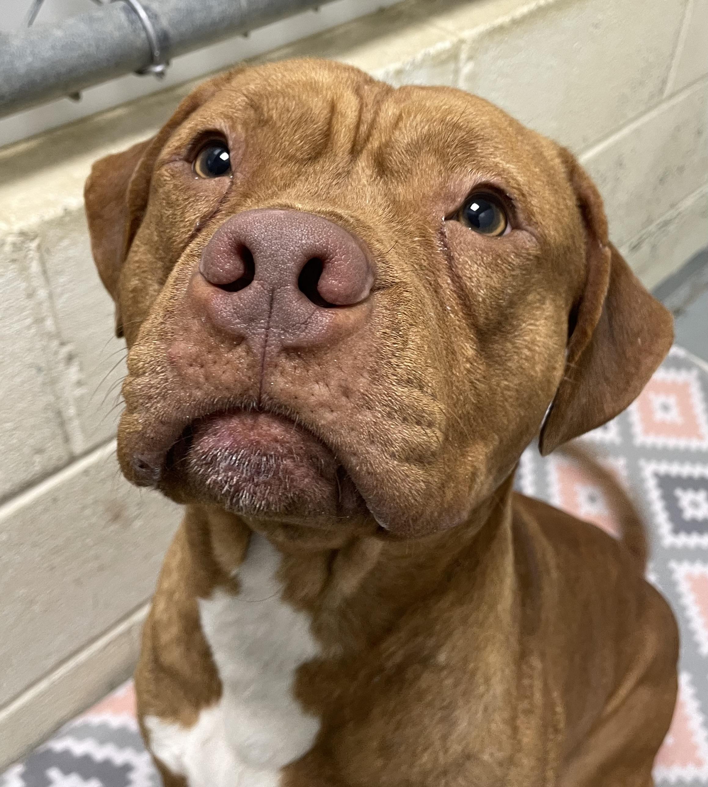 Enlarge Kellen, an adopted mixed breed in Heathsville, VA image 2/3