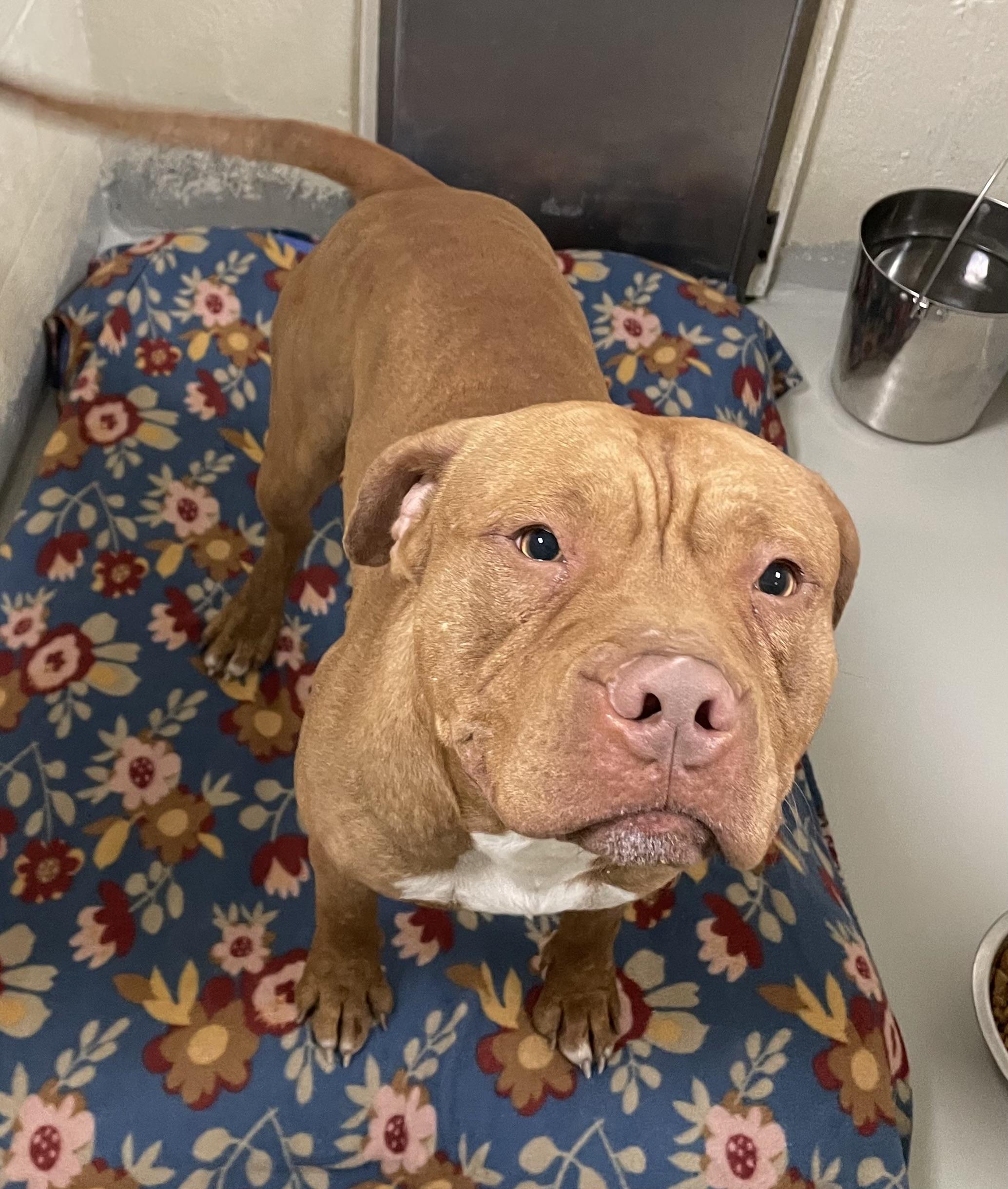 Enlarge Kellen, an adopted mixed breed in Heathsville, VA image 3/3