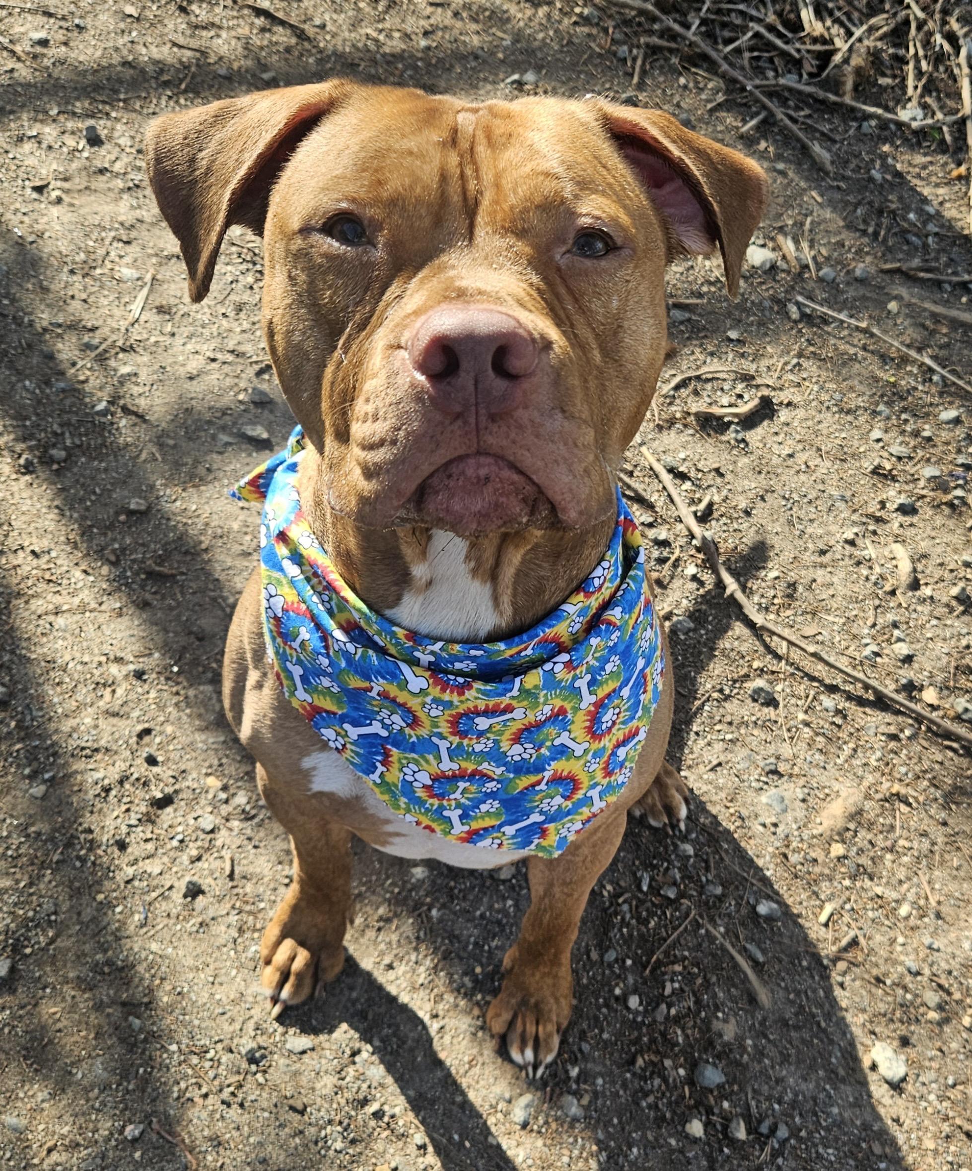 Enlarge Kellen, an adopted mixed breed in Heathsville, VA image 1/3
