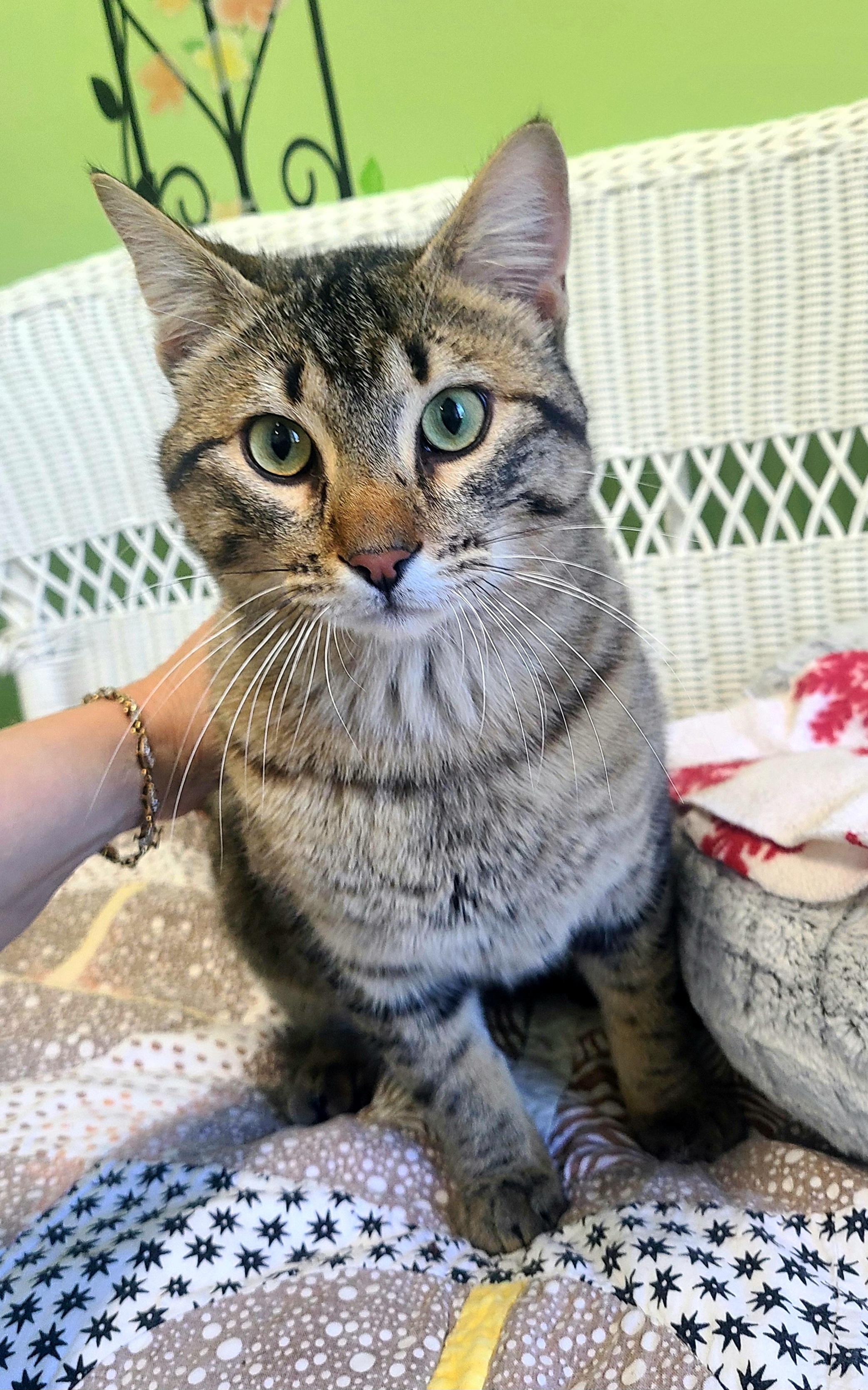 Enlarge Mr. Poundcake, an adopted Domestic Short Hair in Kirkland, WA image 1/1