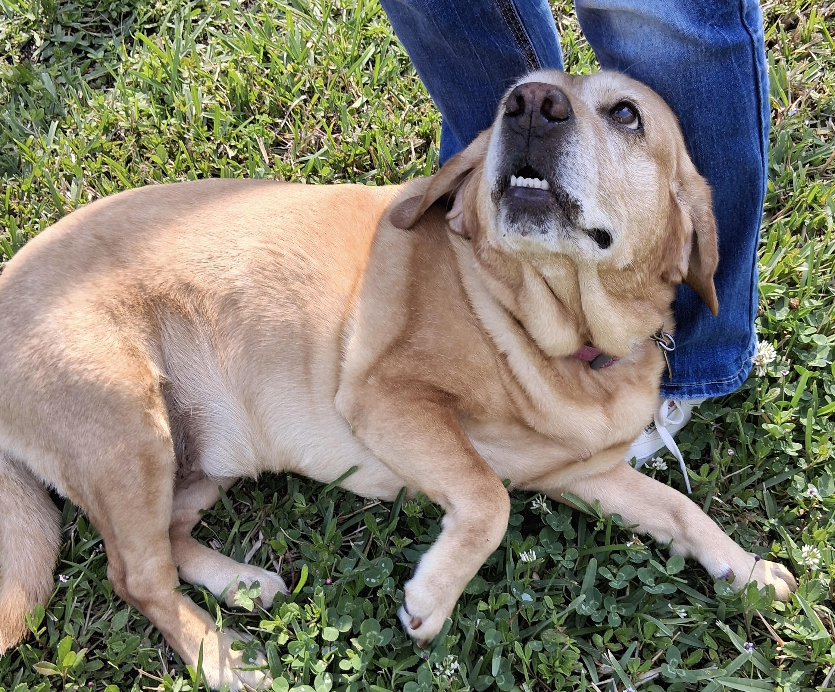 Missing LOVE!!!, a ADOPTABLE mixed breed in Fort Myers Beach, FL image 4/4