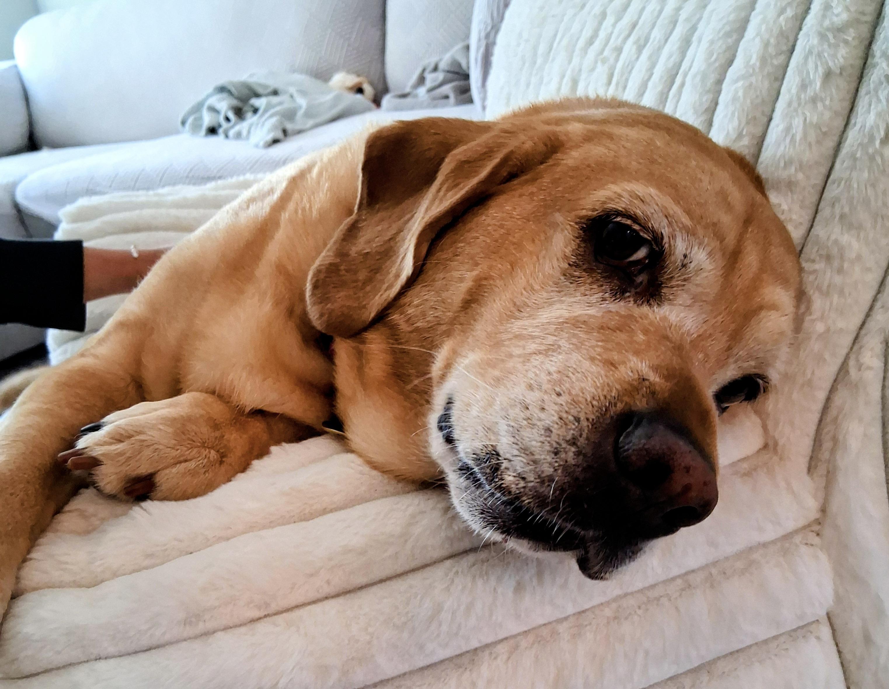 Missing LOVE!!!, a ADOPTABLE mixed breed in Fort Myers Beach, FL image 2/4