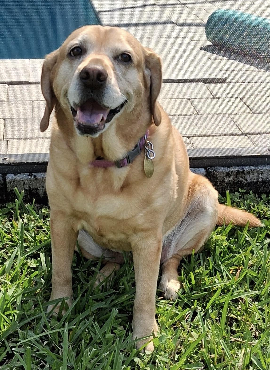 Missing LOVE!!!, ADOPTABLE, Senior Female Beagle & Labrador Retriever.