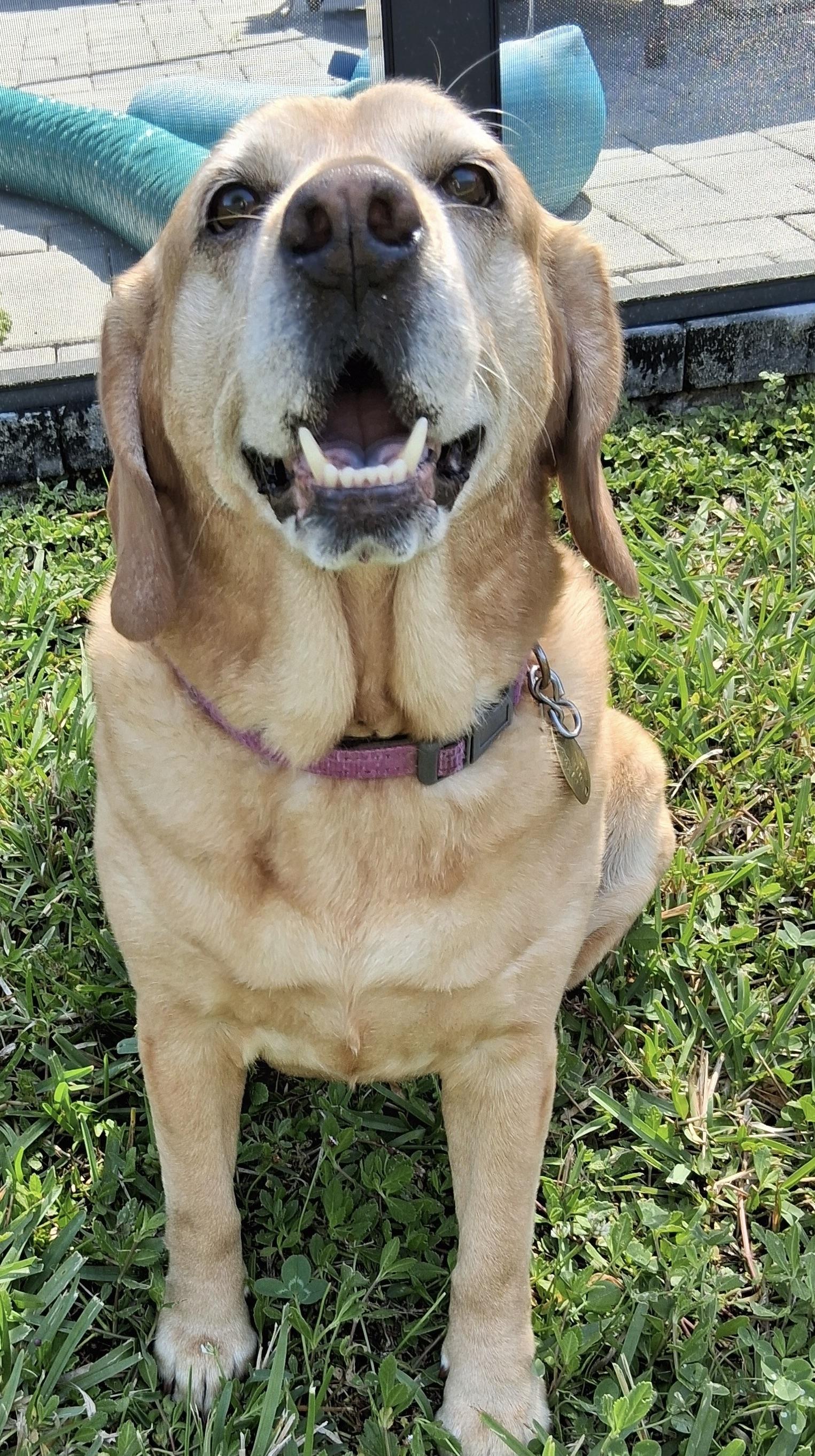 Missing LOVE!!!, a ADOPTABLE mixed breed in Fort Myers Beach, FL image 3/4