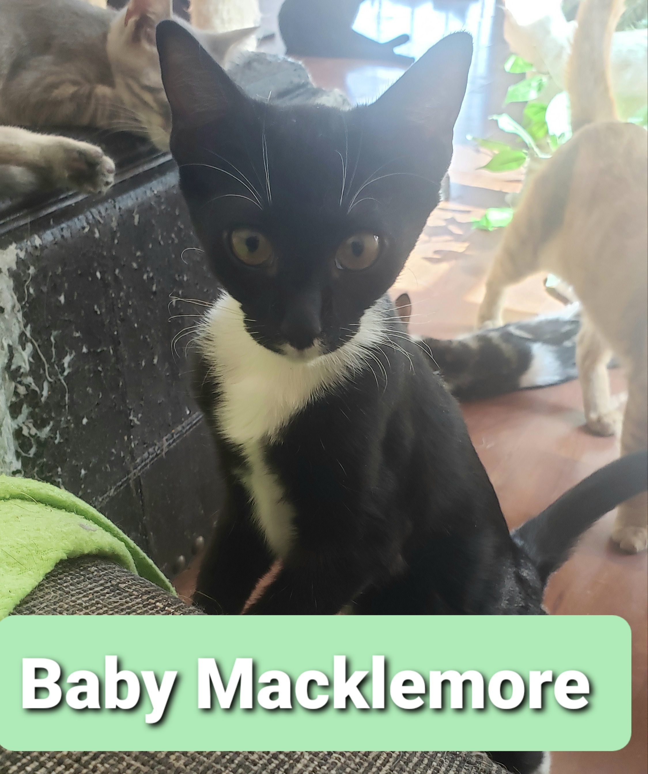 Baby Macklemore, Adoptable, Young Female Tuxedo.
