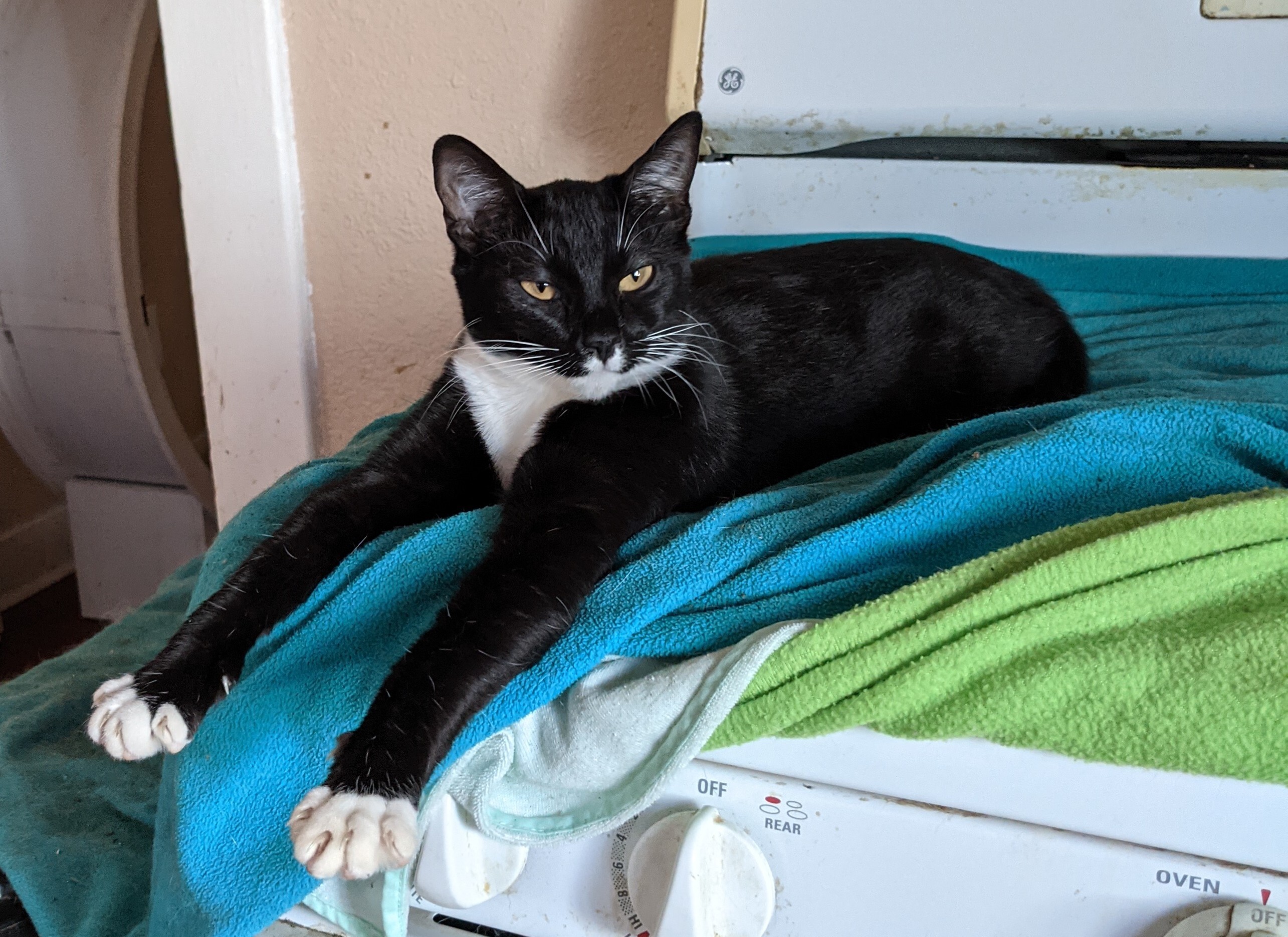 Enlarge Baby Macklemore, a Adoptable mixed breed in Long Beach, CA image 2/4