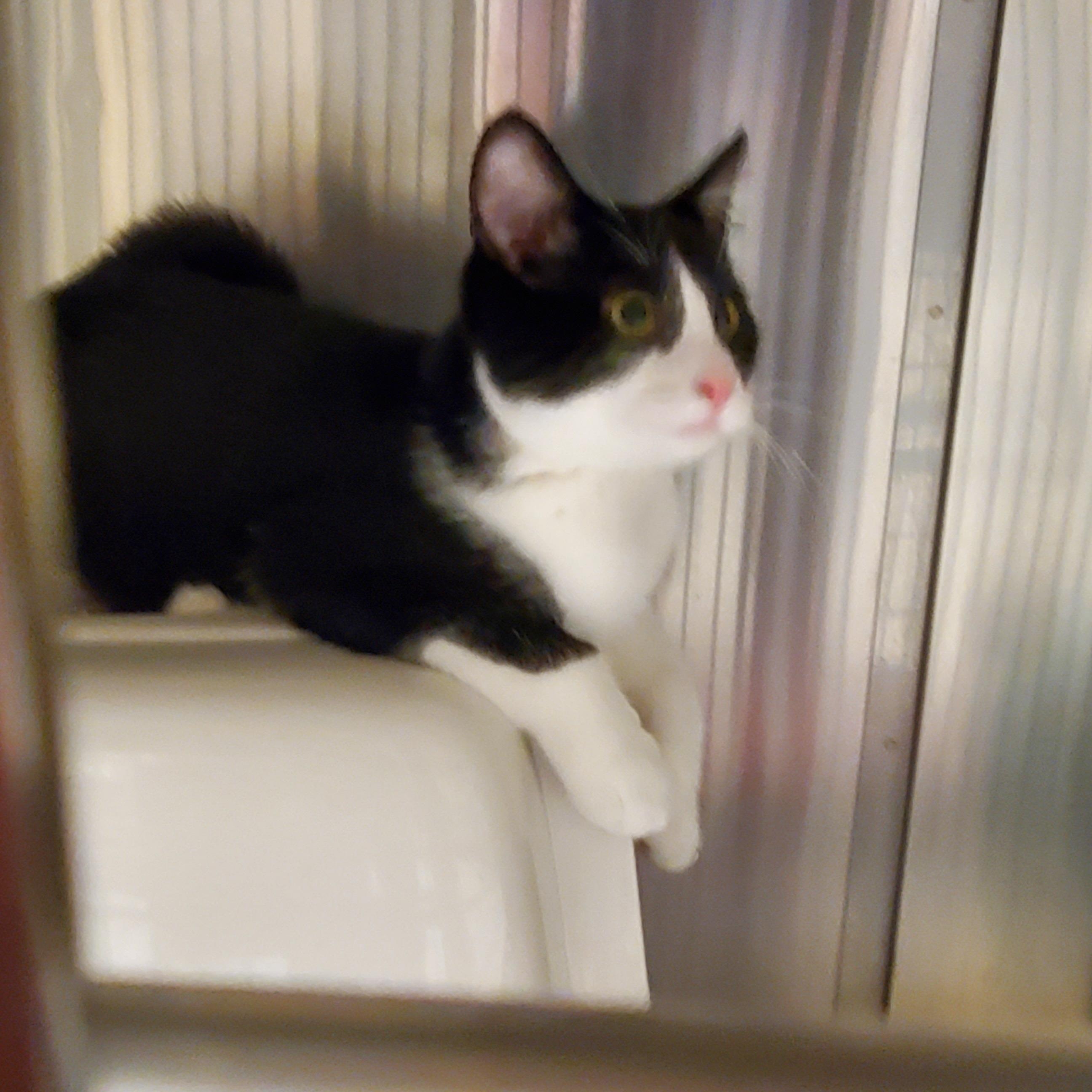 Cho Cho, ADOPTABLE, Kitten Female Domestic Short Hair.