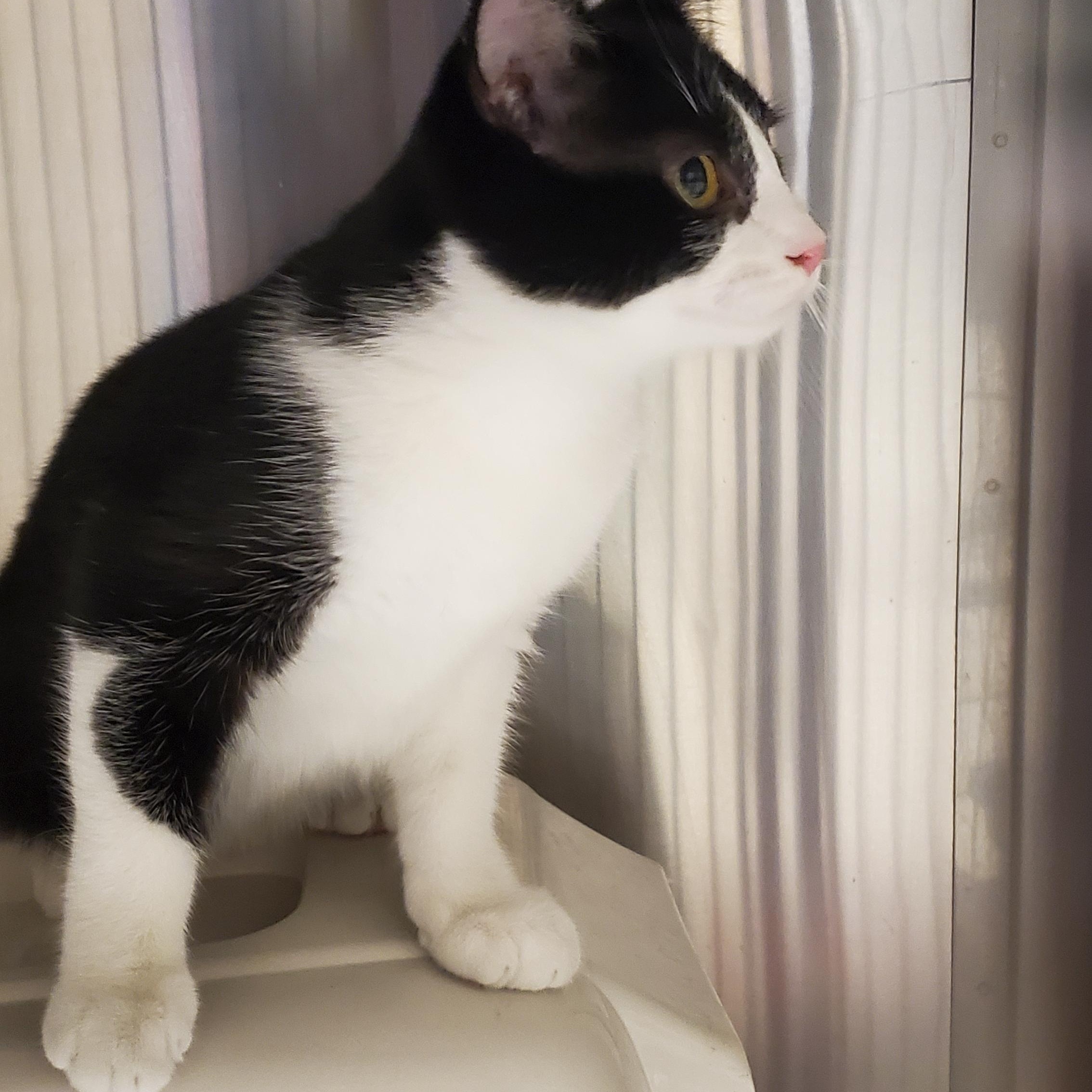 Cho Cho, a ADOPTABLE Domestic Short Hair in Muncie, IN image 2/4