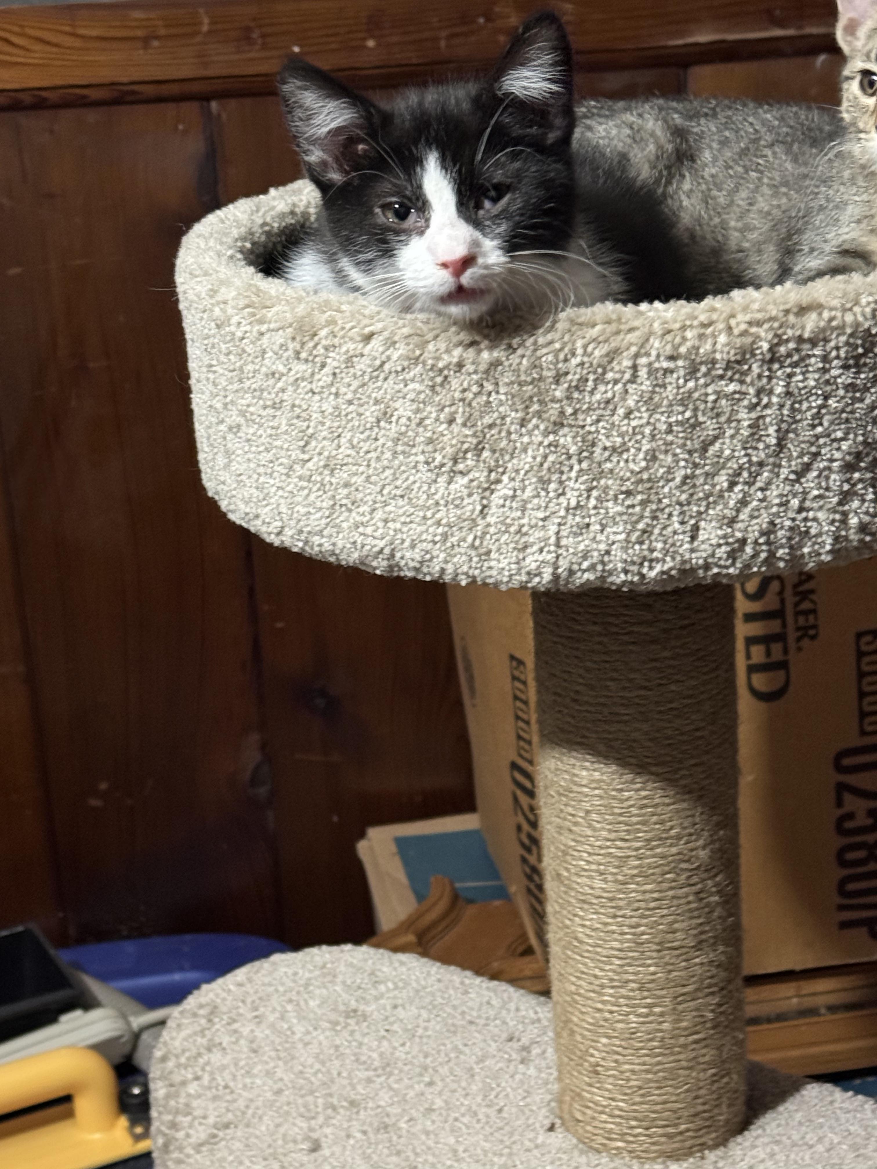Cho, ADOPTABLE, Kitten Female Domestic Short Hair.