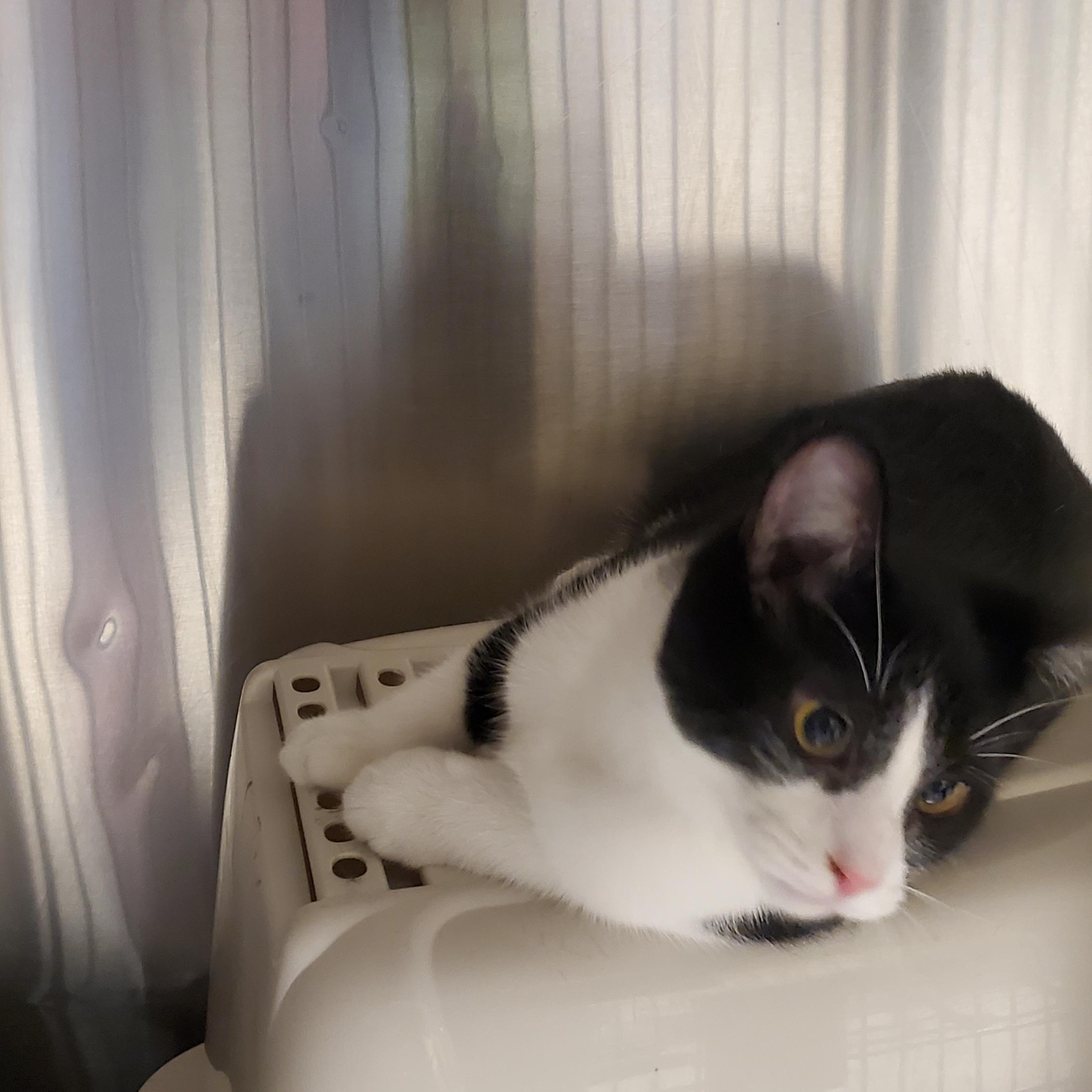 Cho Cho, a ADOPTABLE Domestic Short Hair in Muncie, IN image 3/4