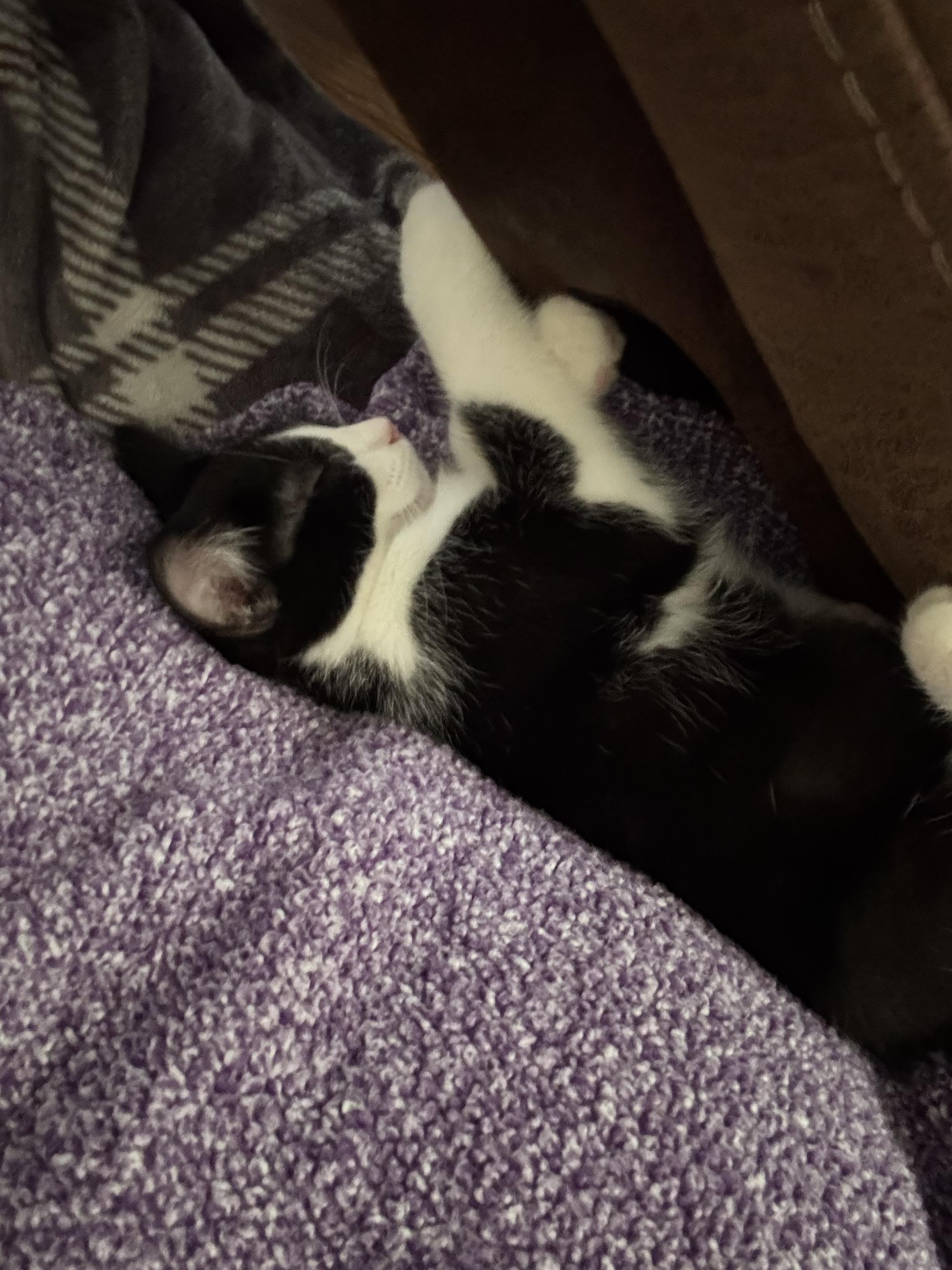 Enlarge Cho, a ADOPTABLE Domestic Short Hair in Muncie, IN image 2/2
