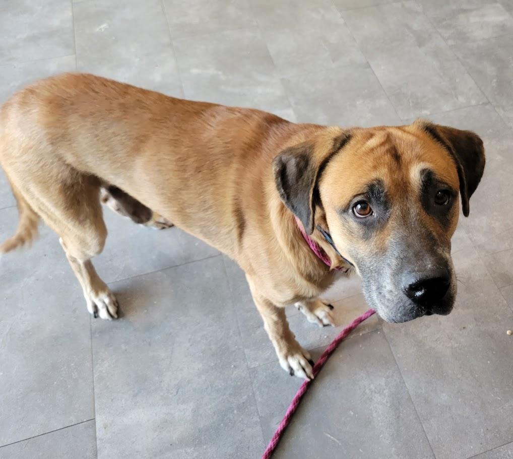 Enlarge Porter, a Adoptable mixed breed in Lisbon, OH image 1/4