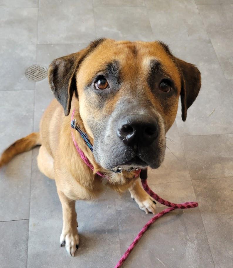 Enlarge Porter, a Adoptable mixed breed in Lisbon, OH image 2/4