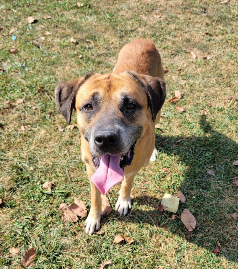 Enlarge Porter, a Adoptable mixed breed in Lisbon, OH image 3/4
