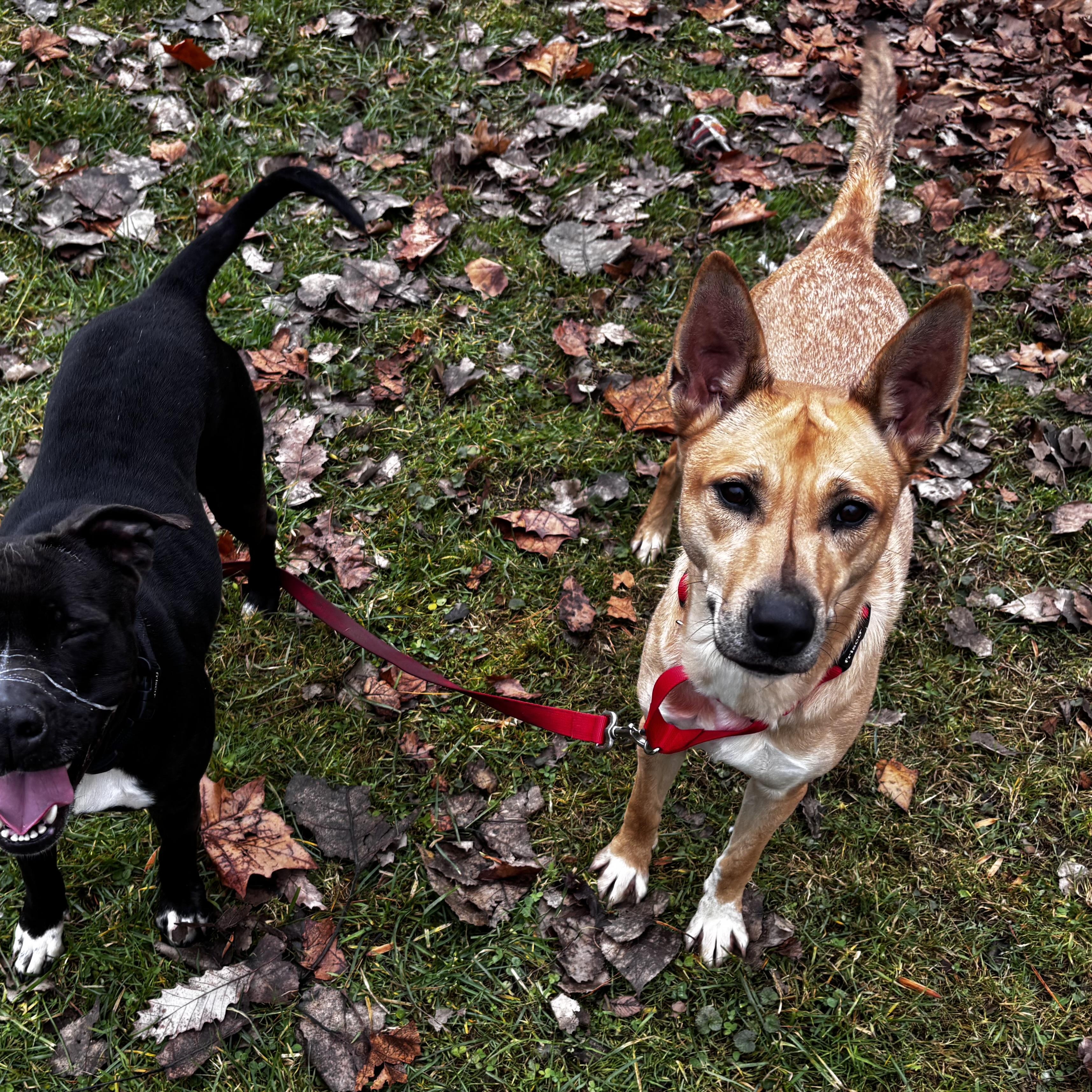 Enlarge Zoie, a ADOPTABLE mixed breed in Frankfort, IN image 5/6