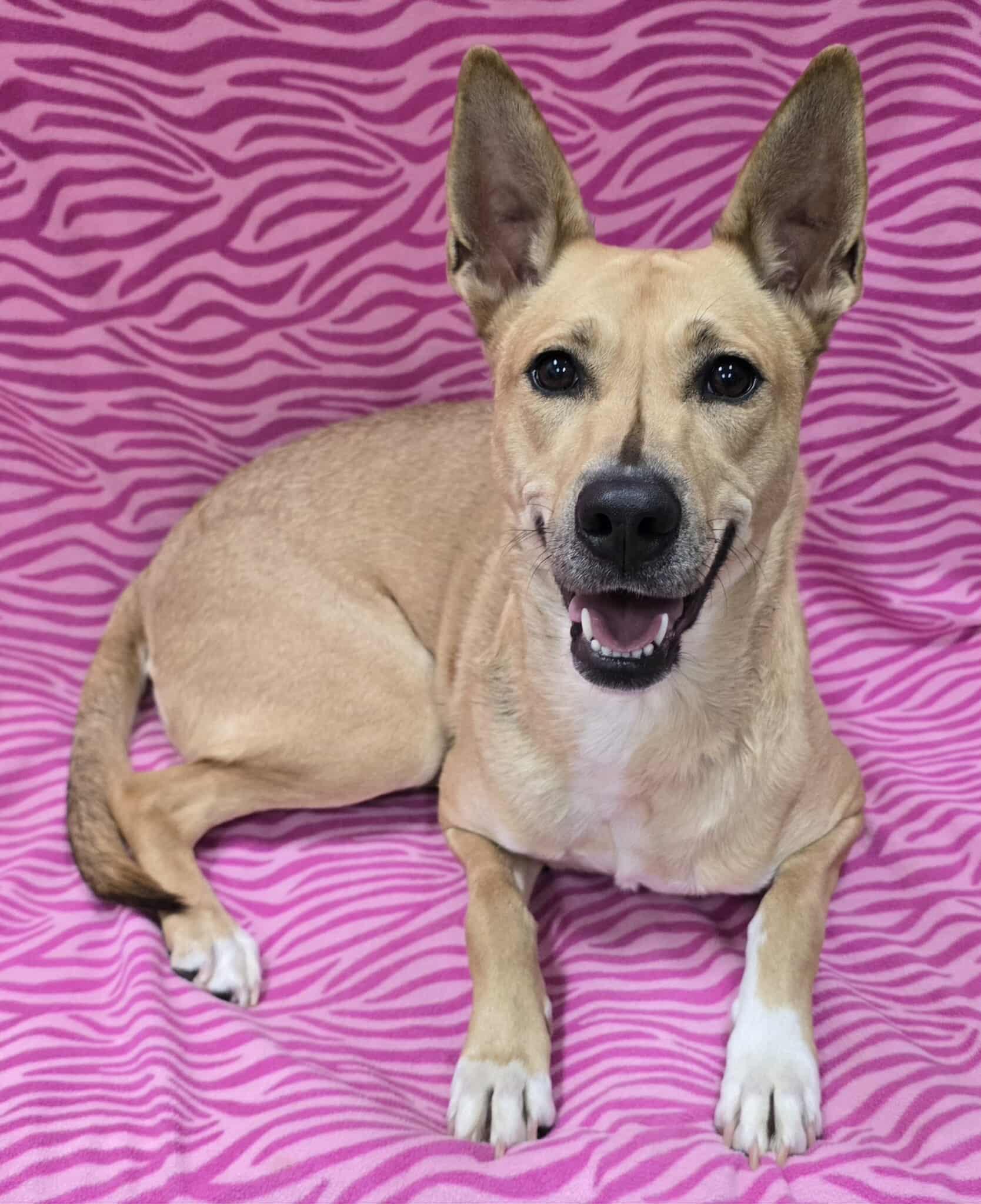 Enlarge Zoie, a ADOPTABLE mixed breed in Frankfort, IN image 1/6