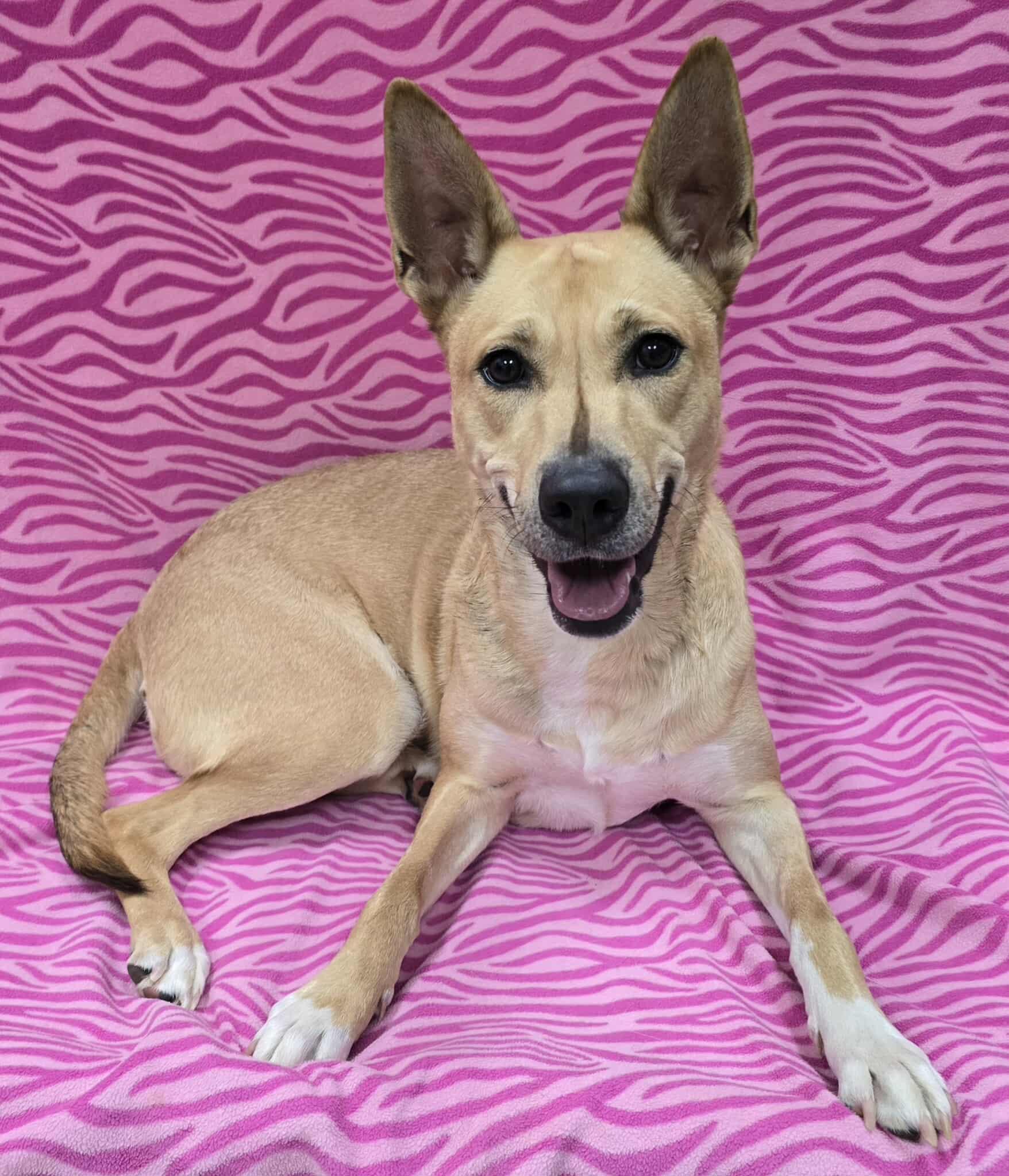 Enlarge Zoie, a ADOPTABLE mixed breed in Frankfort, IN image 6/6