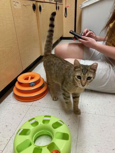 Rosie, Adoptable, Adult Female Tabby.