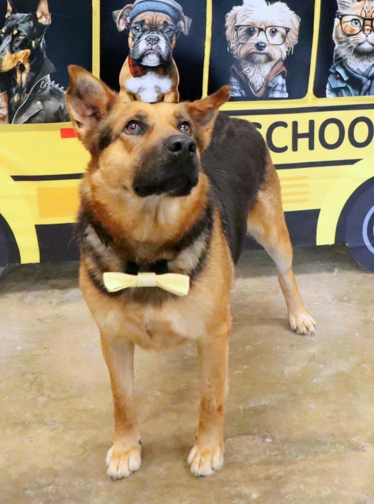 Sonny, a Adoptable Shepherd in Jonesboro, AR image 1/5