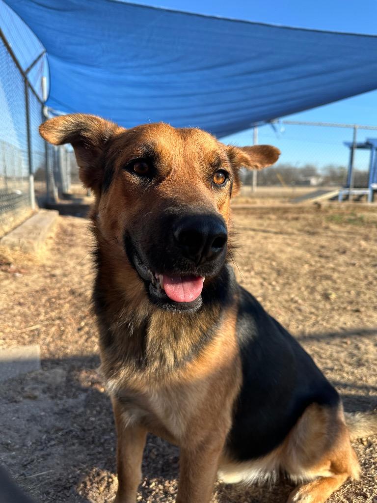 Sonny, Adoptable, Adult Male Shepherd.