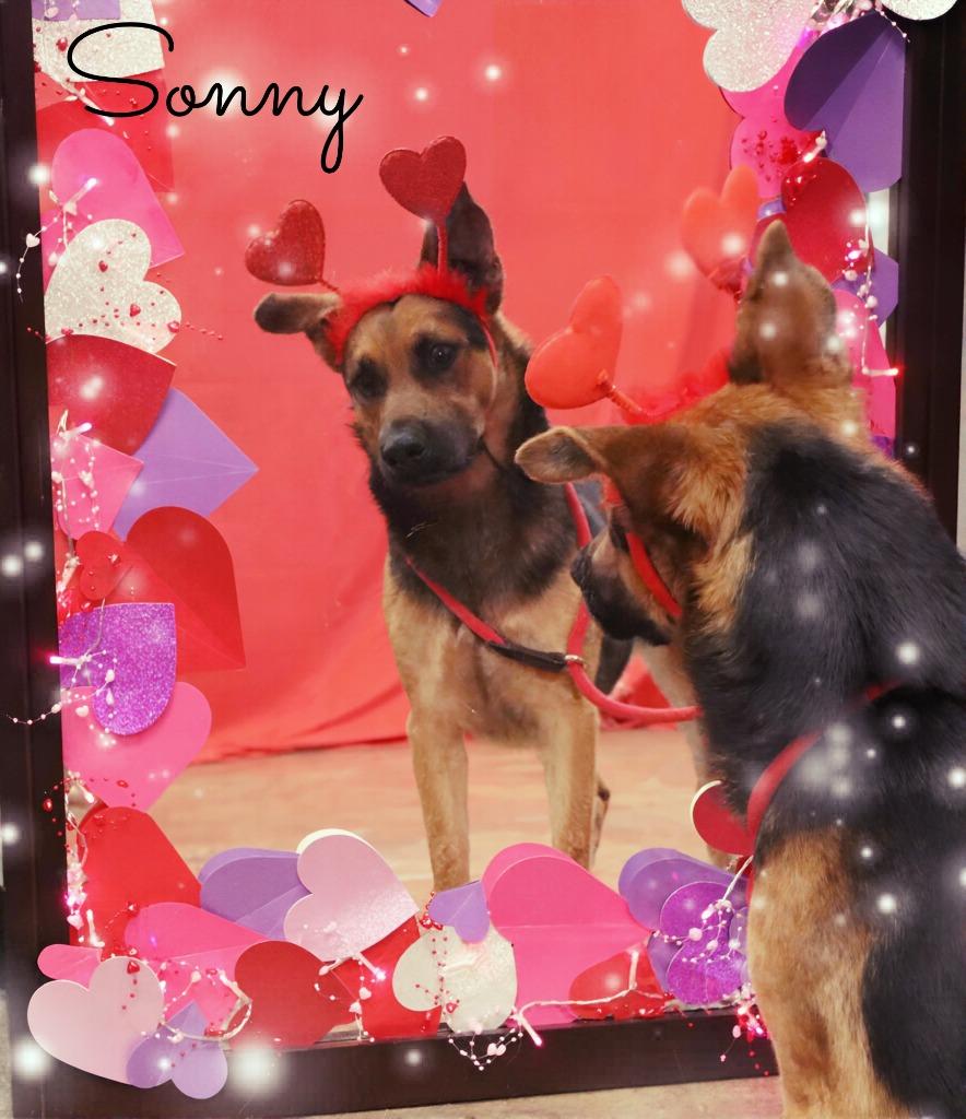 Sonny, Adoptable, Adult Male Shepherd.