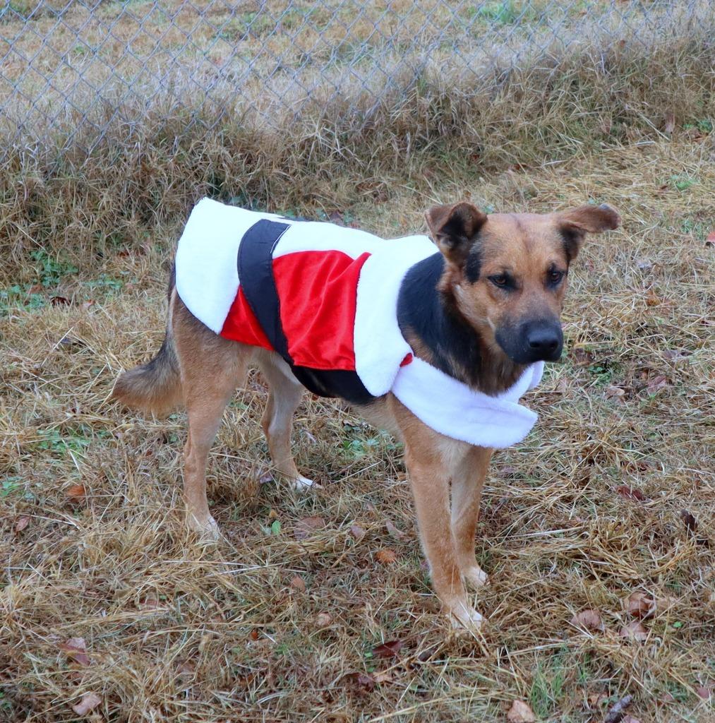 Enlarge Sonny, a Adoptable Shepherd in Jonesboro, AR image 1/5