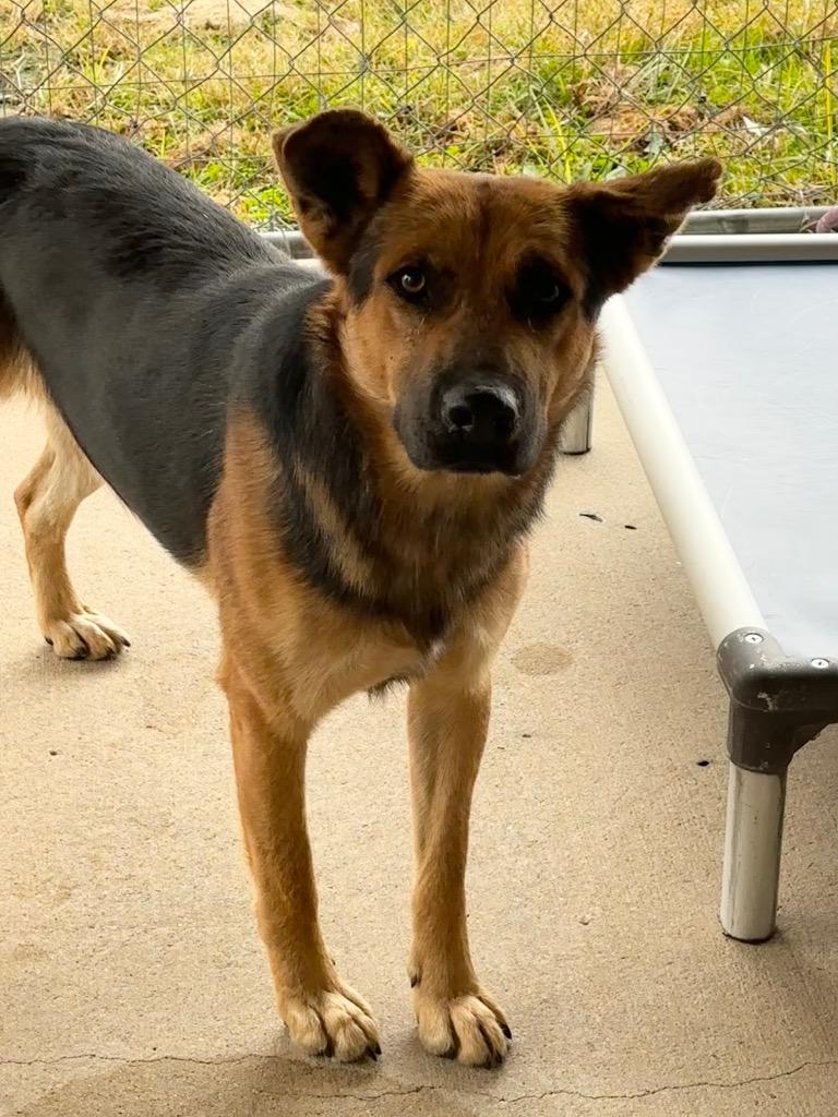 Enlarge Sonny, a Adoptable Shepherd in Jonesboro, AR image 2/5