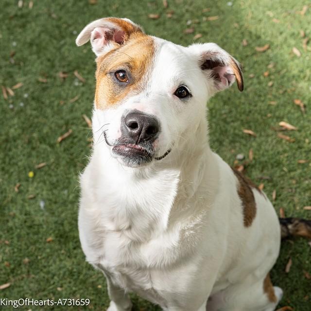 Enlarge KING OF HEARTS, a Adoptable mixed breed in Sacramento, CA image 1/1