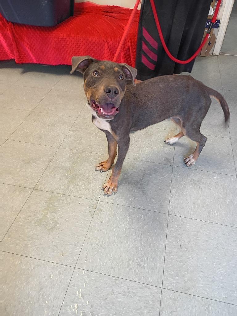 Enlarge Mel, a Adoptable mixed breed in Albany, GA image 1/6
