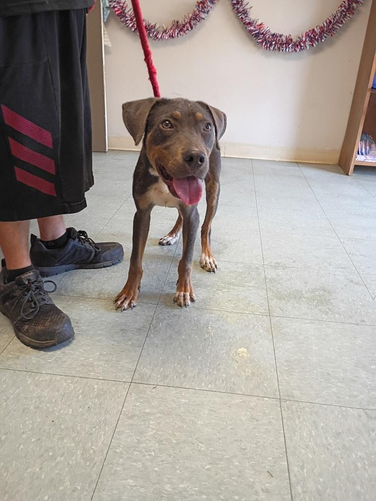 Enlarge Mel, a Adoptable mixed breed in Albany, GA image 3/6
