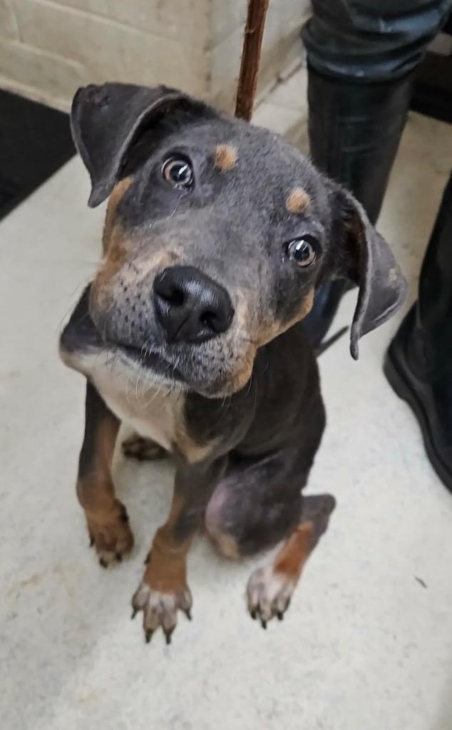 Enlarge Mel, a Adoptable mixed breed in Albany, GA image 4/6