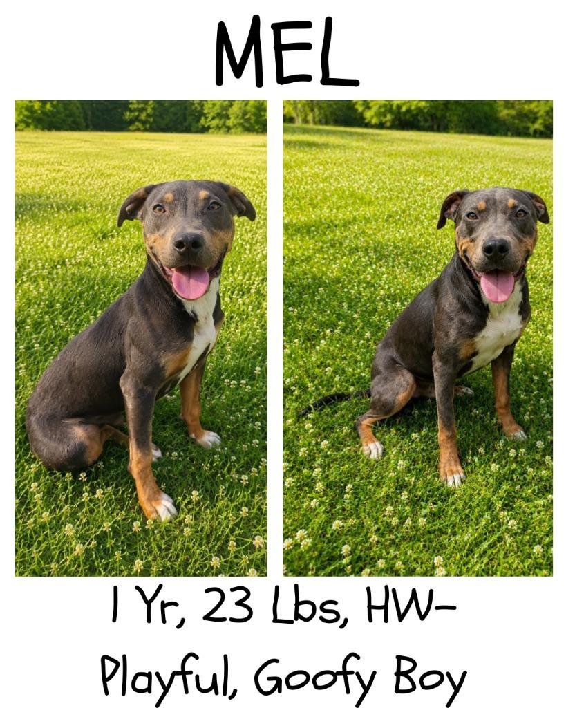 Enlarge Mel, a Adoptable mixed breed in Albany, GA image 6/6