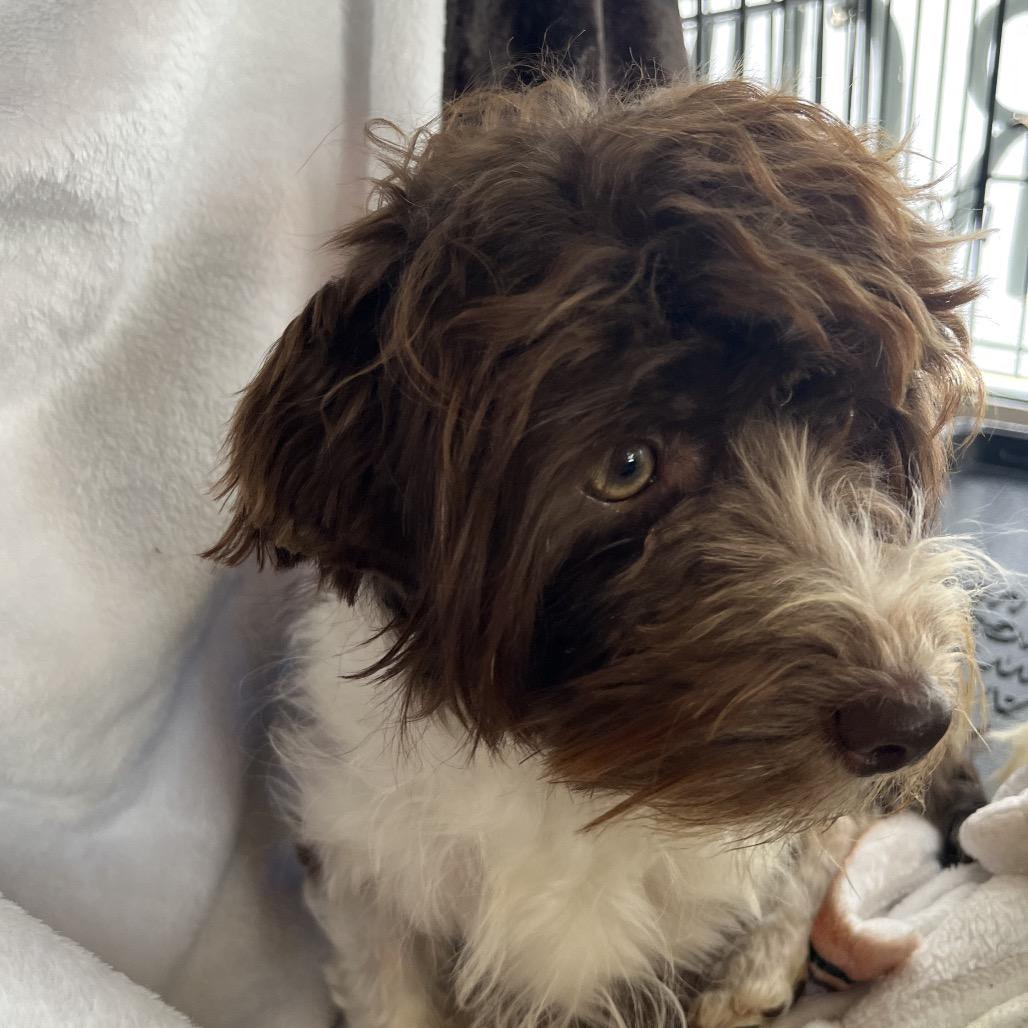 Jack Jack, Adoptable, Young Male Havanese & Havanese.