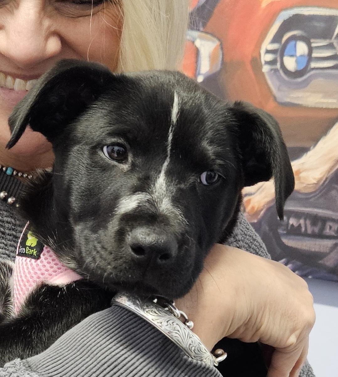 Enlarge Latte, an adoptable mixed breed in Ellicott City, MD image 2/2